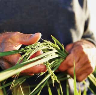 grains.jpg