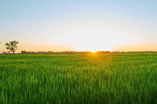 Rice5Full 46.jpg