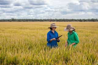 $1.8 Million Secured to Support Climate-Smart Rice Farming