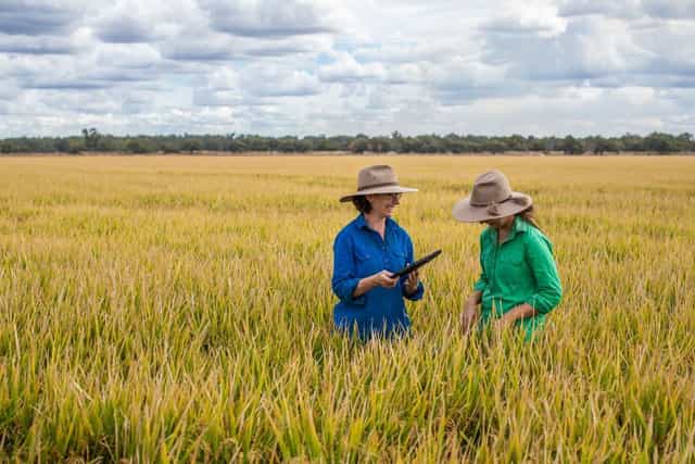 $1.8 Million Secured to Support Climate-Smart Rice Farming