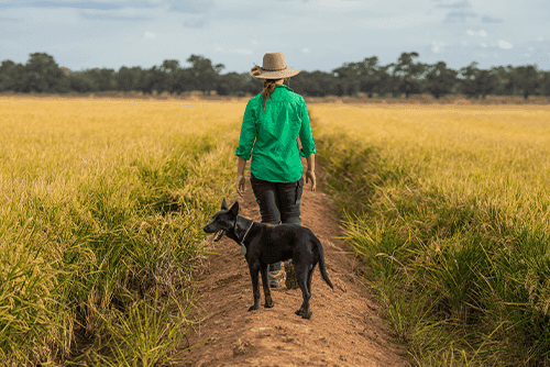 Early access to GrowRice funding announced for CY26